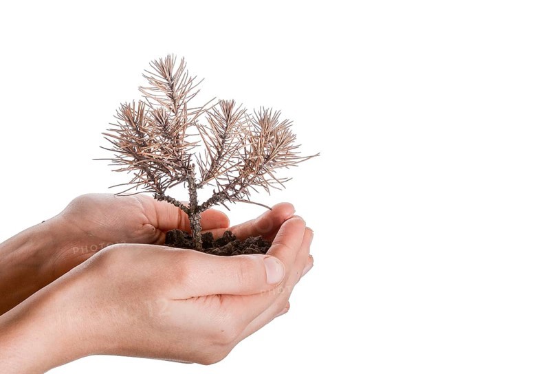 Hand holding a dead tree in hand in a handful soil on a white background