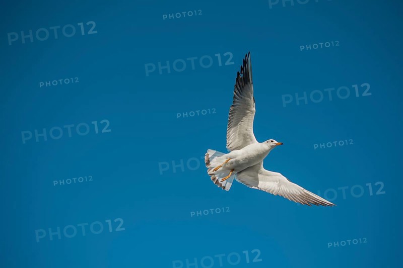 Pair of seagulls flying in blue a sky background