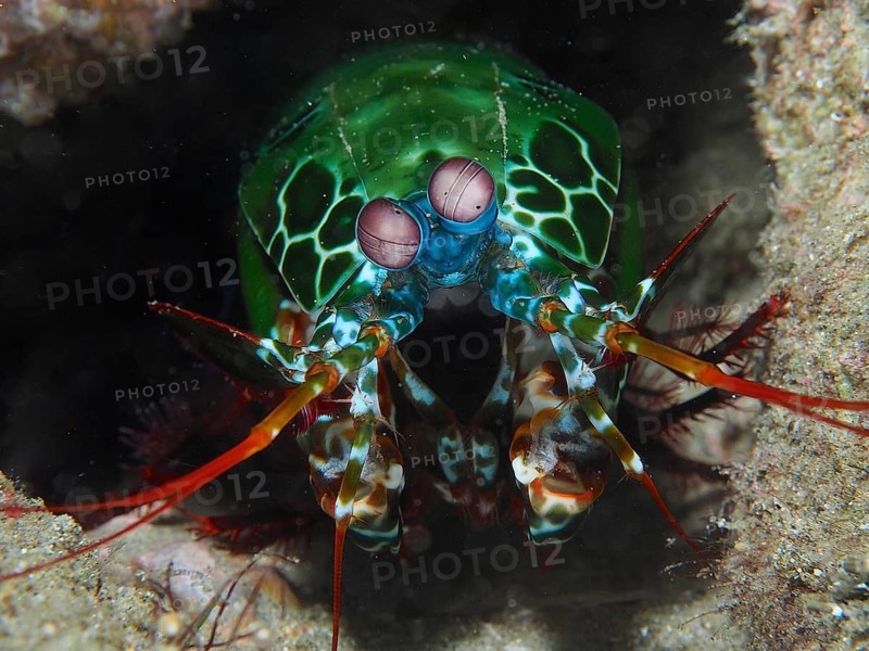 Peacock mantis shrimp