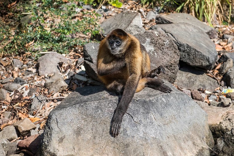 Spider monkey