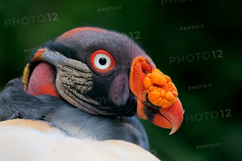 King Vulture