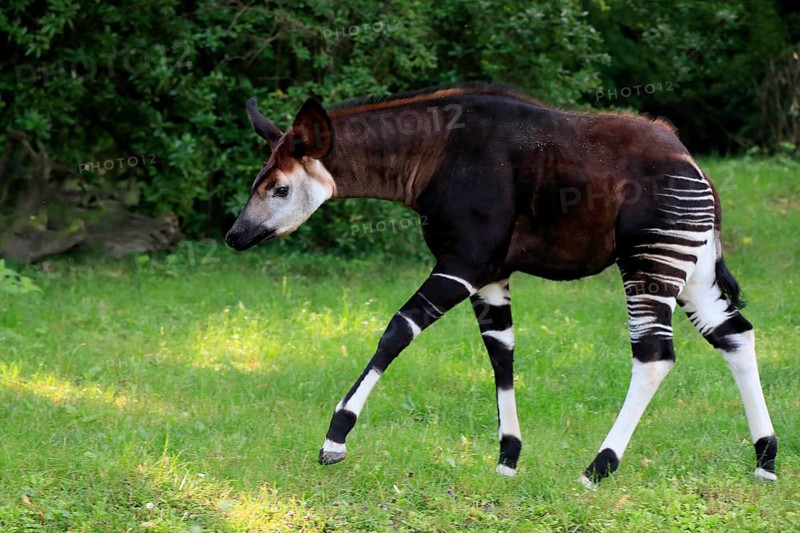 Okapi
