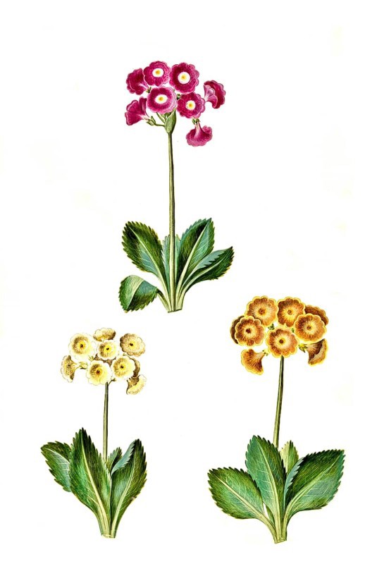 Bastard auricle x pubescens