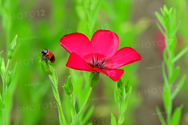 Ants- sac beetle