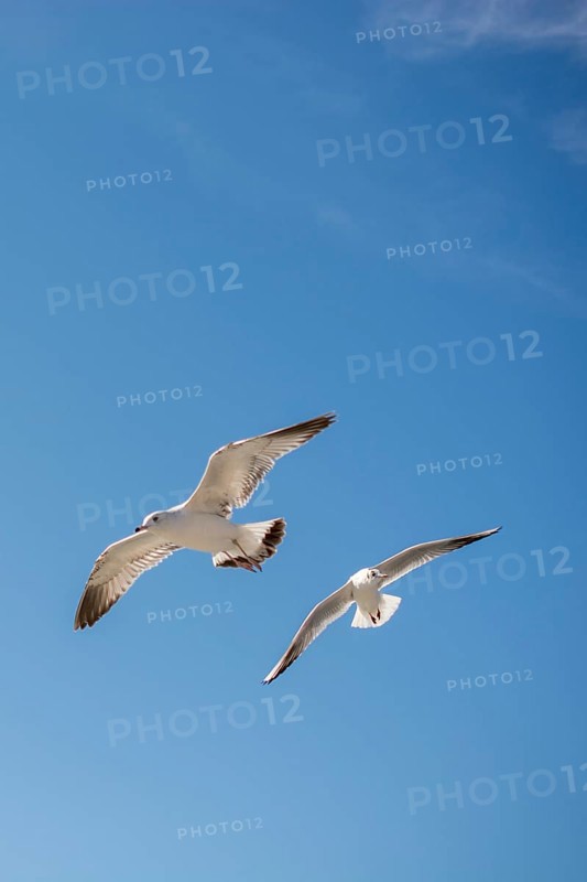 Pair of seagulls are flying in sky over the sea waters