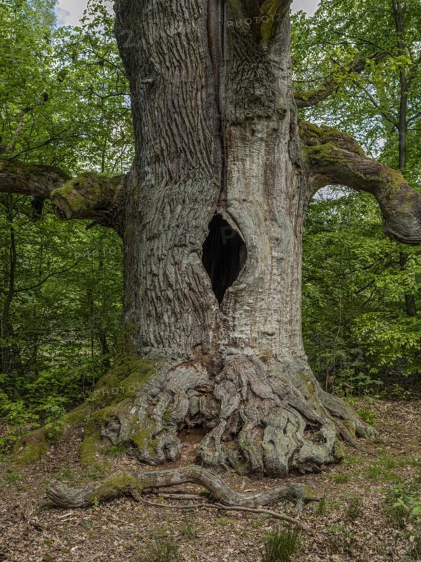 Chimney oak tree