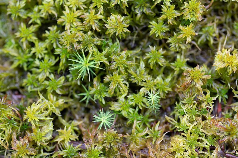 Peat moss