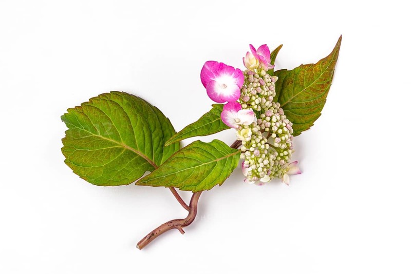 Mountain hydrangea