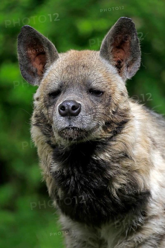 Striped hyena