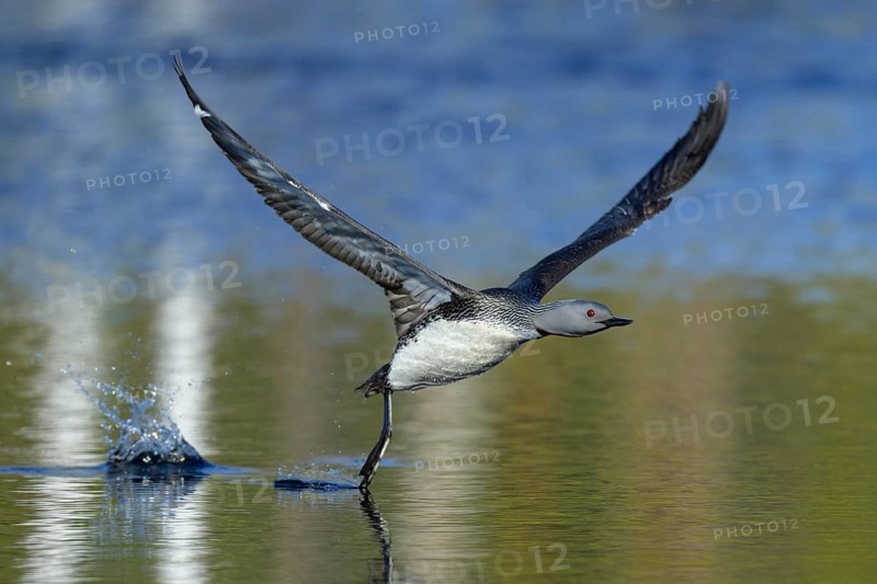 Red-throated diver
