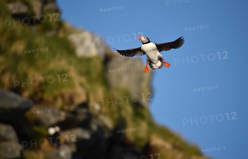 Puffin