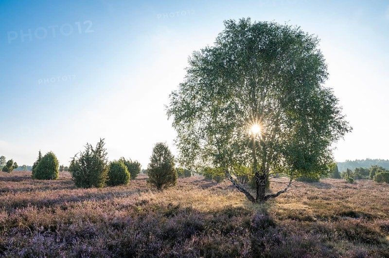 Birch