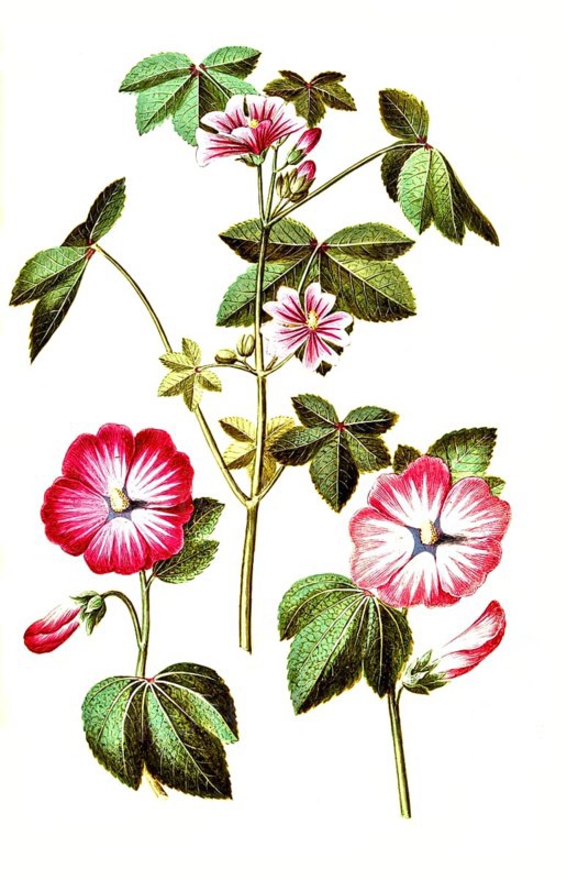 Wild mallow