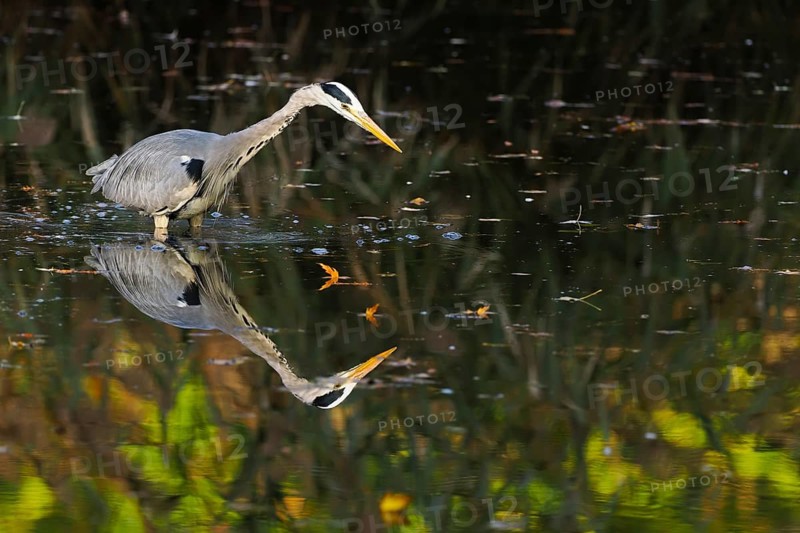 Grey heron
