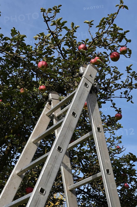 Apple tree