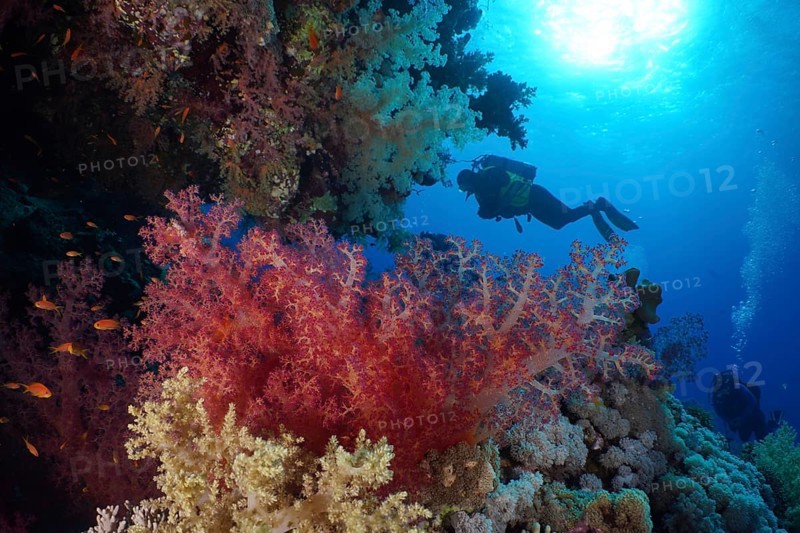 Hemprich's tree coral
