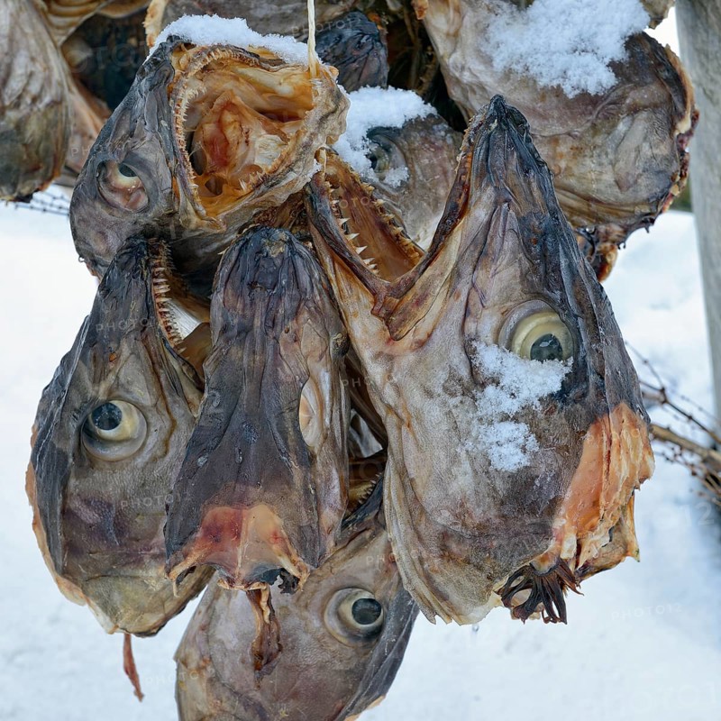 Drying racks for stockfish