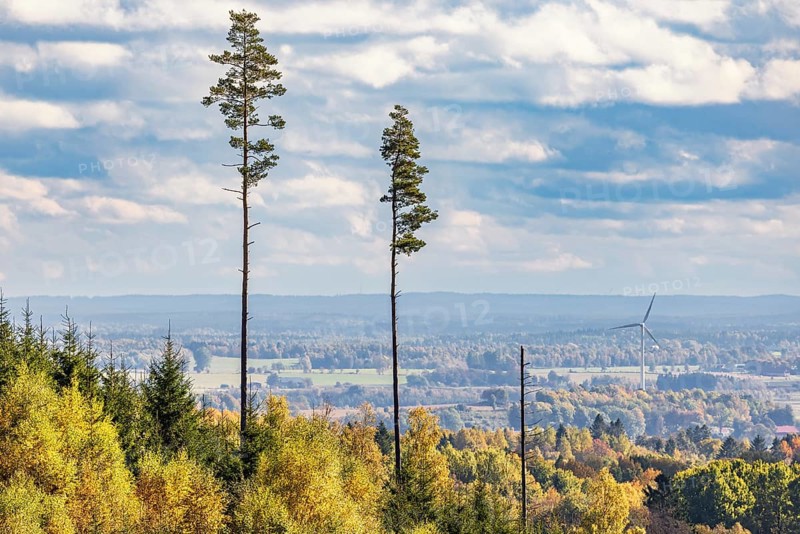 High pine trees in a beautiful forest landscape in autumn