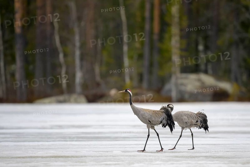 Crane