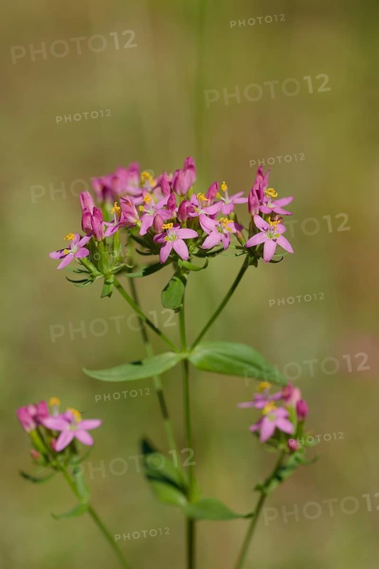 Centaurium erythraea