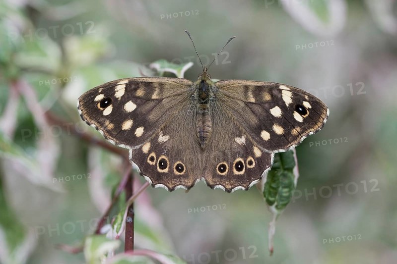 Speckled wood
