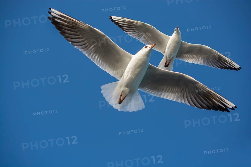 Pair of seagulls flying in blue a sky background