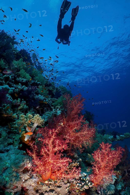 Klunzinger's tree coral