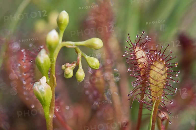 Oblong-leaved sundew