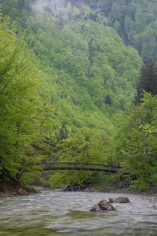Beech trail across the mountain stream in the UNESCO World Heritage Beech Forest in the Limestone Alps National Park