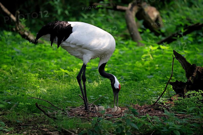 Red-crowned crane