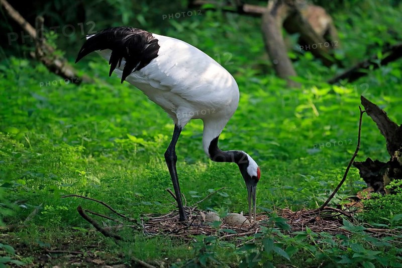 Red-crowned crane