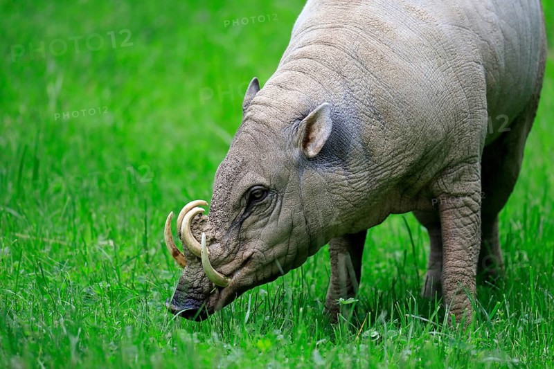 North sulawesi babirusa