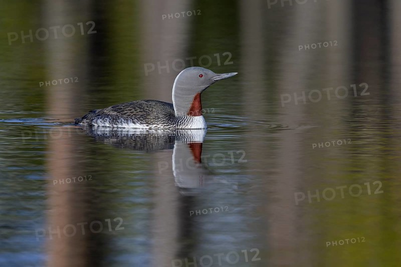 Red-throated diver