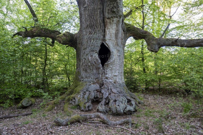 Chimney oak tree