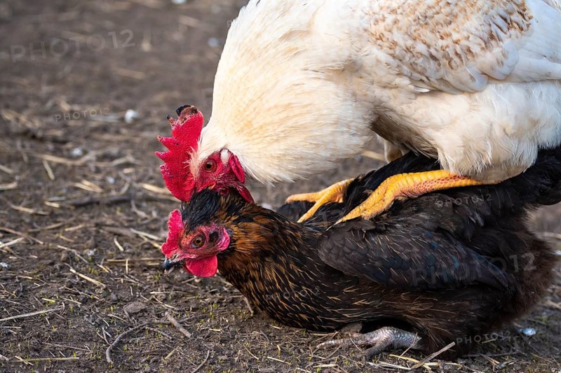 A white free range rooster mounting a hen