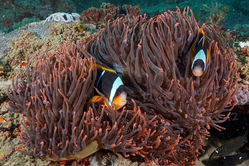 Allard's clownfish