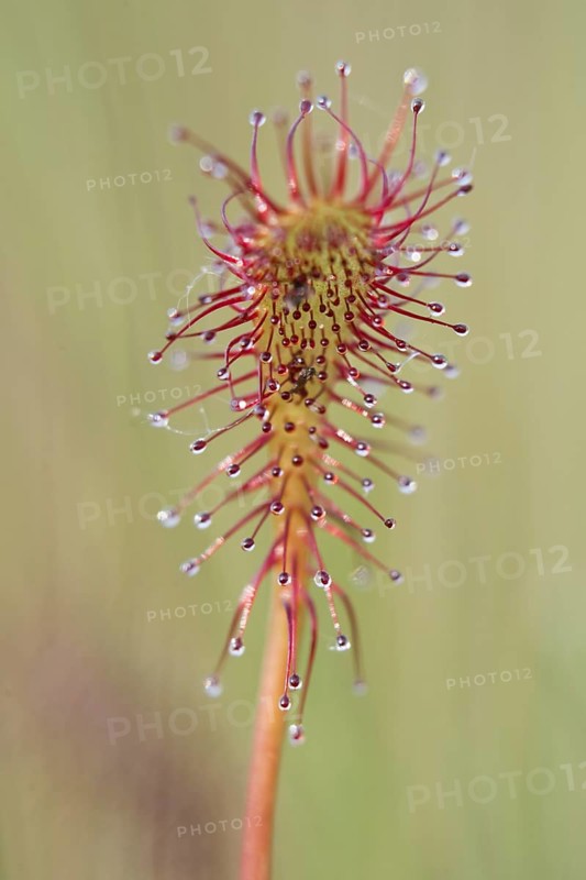 Oblong-leaved sundew