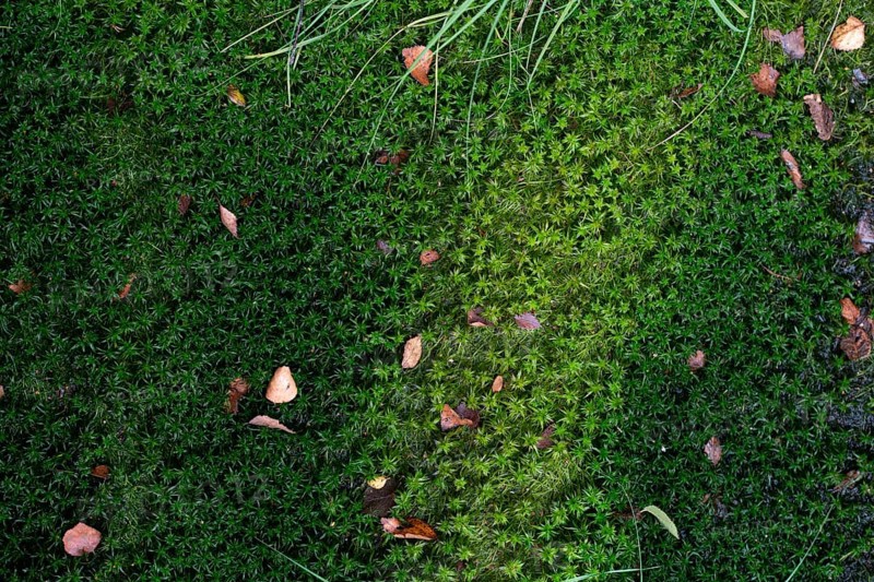 Peat moss