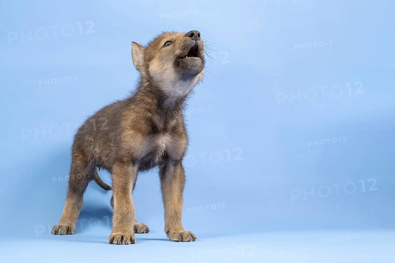 European gray wolf
