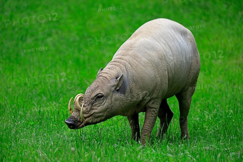 North sulawesi babirusa