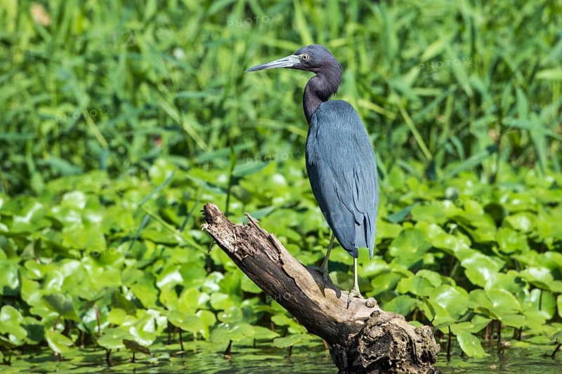 Kleiner Blaureiher