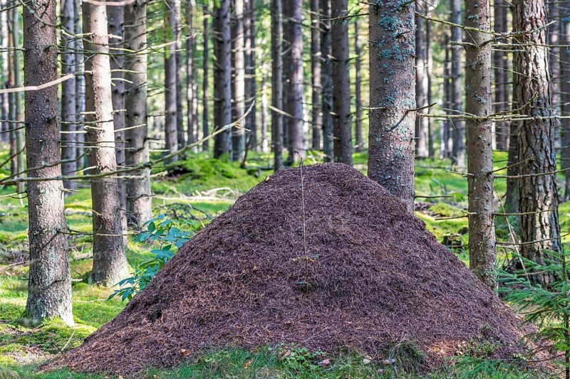 Big Anthill in a spruce forest