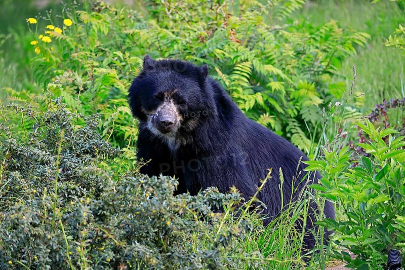 Spectacled bear