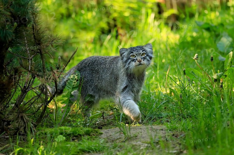 Manul