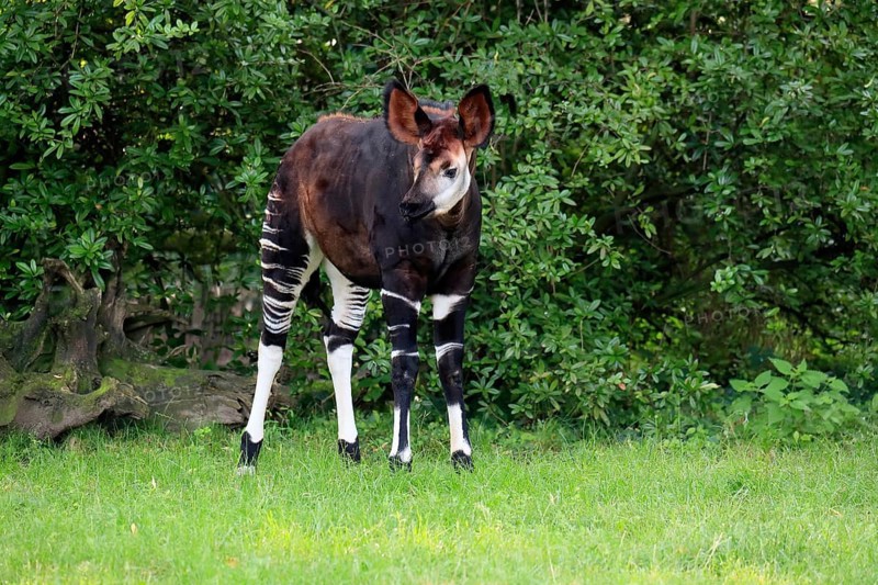 Okapi