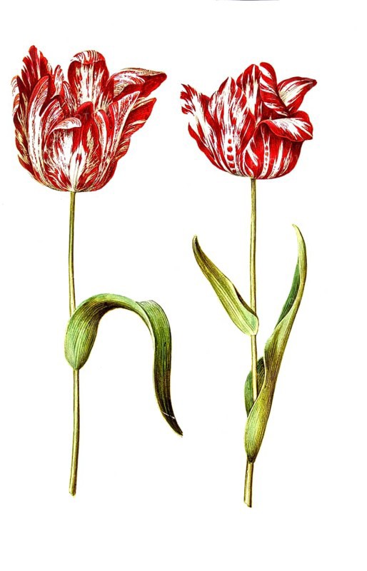 Garden tulip