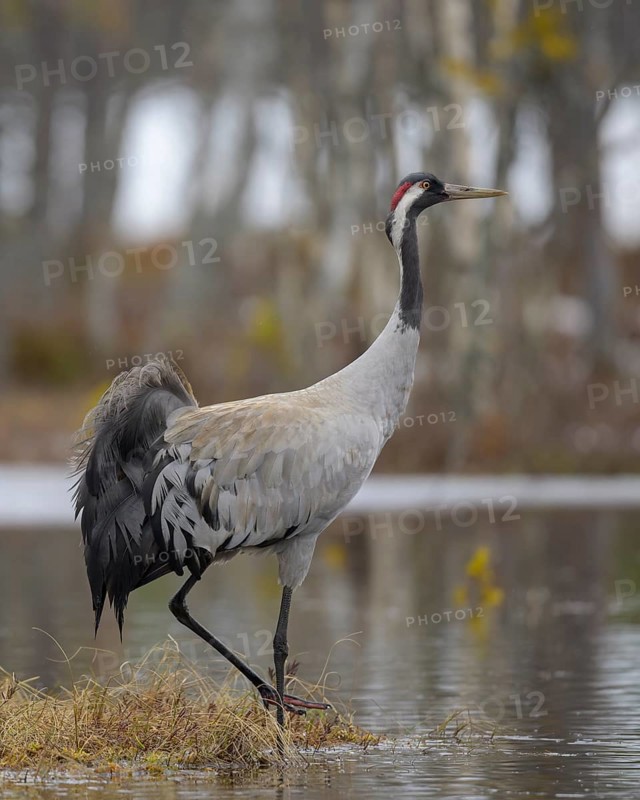 Crane