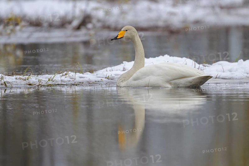 Whooper Swan