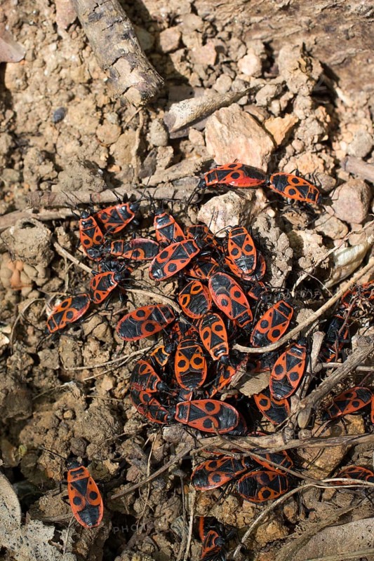 The firebug