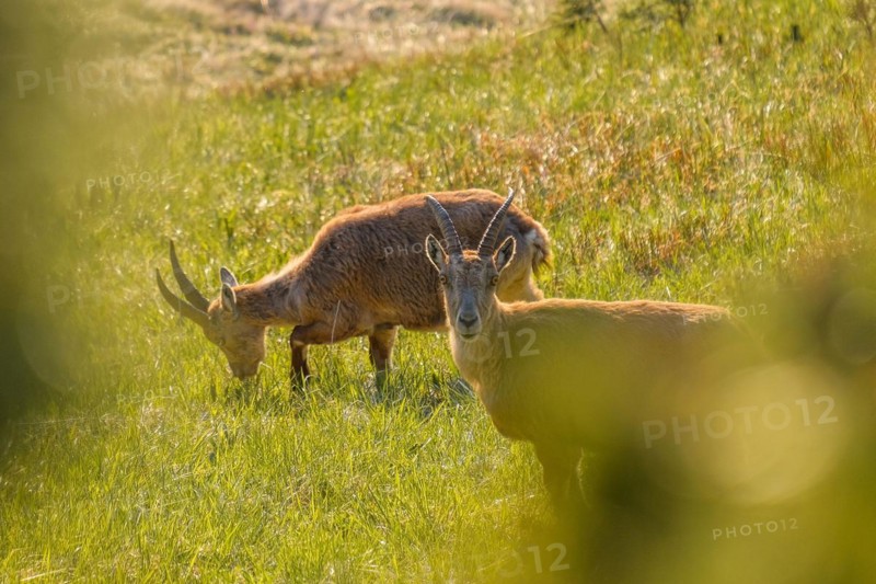 Portrait of two ibexes feeding on a green mountain meadow